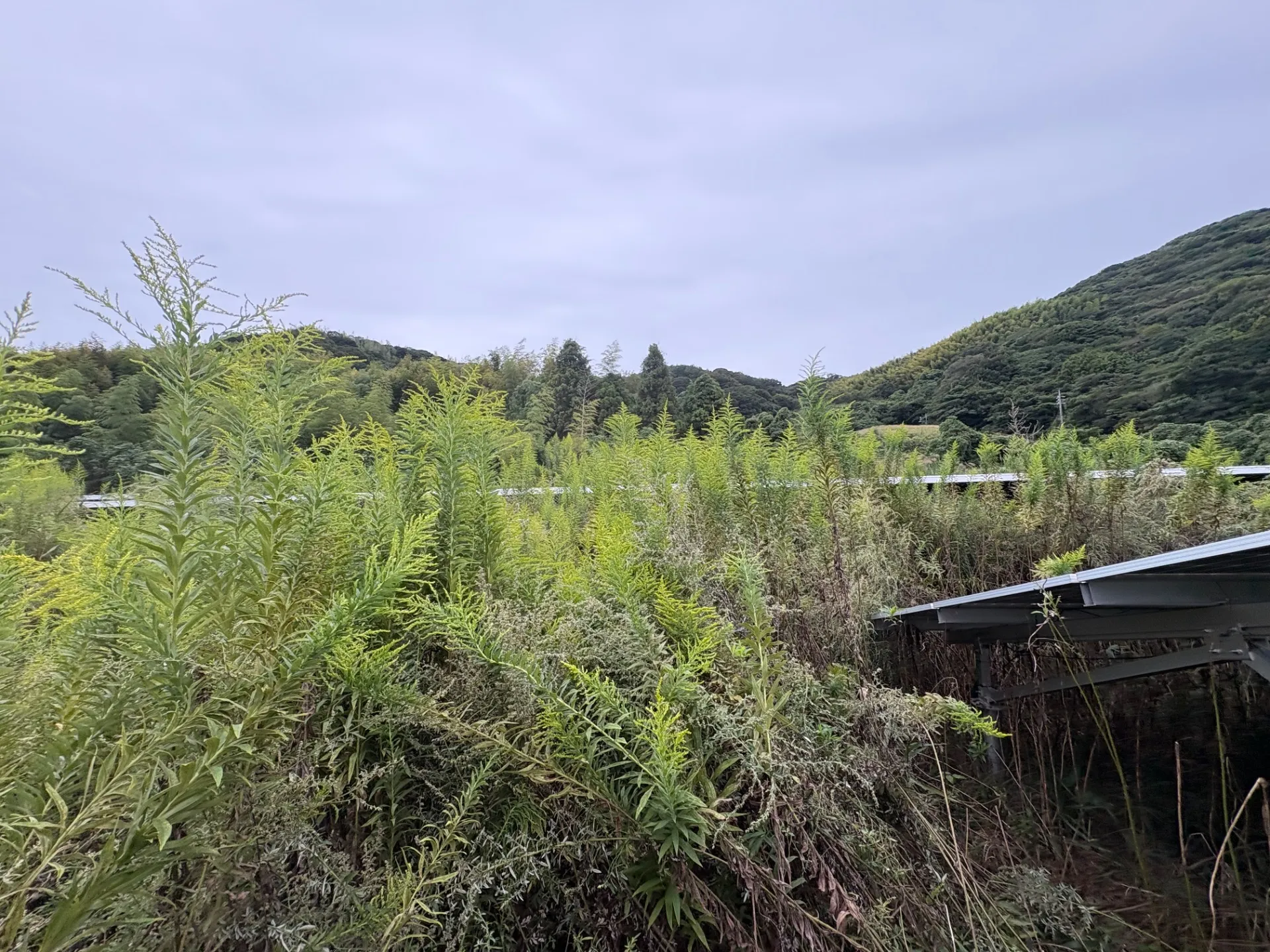 雨も小雨で良かった